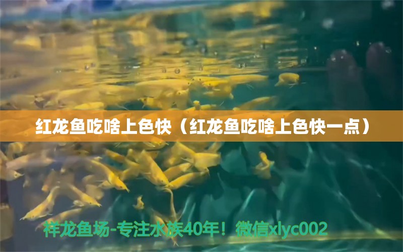 紅龍魚吃啥上色快（紅龍魚吃啥上色快一點(diǎn)）