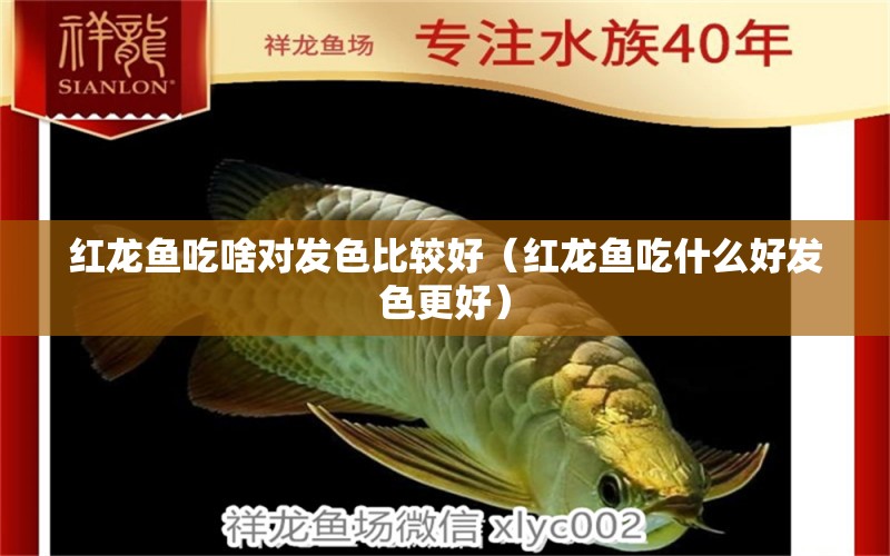 紅龍魚吃啥對(duì)發(fā)色比較好（紅龍魚吃什么好發(fā)色更好） 印尼紅龍魚