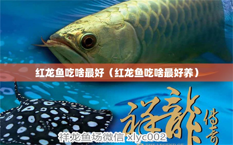 紅龍魚吃啥最好（紅龍魚吃啥最好養(yǎng)） 紅龍魚魚糧飼料