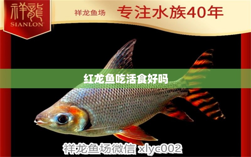 紅龍魚吃活食好嗎