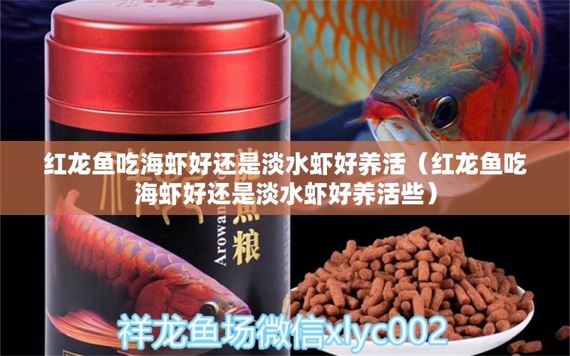 紅龍魚吃海蝦好還是淡水蝦好養(yǎng)活（紅龍魚吃海蝦好還是淡水蝦好養(yǎng)活些） 龍魚百科