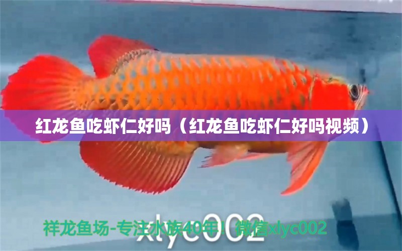 紅龍魚吃蝦仁好嗎（紅龍魚吃蝦仁好嗎視頻）