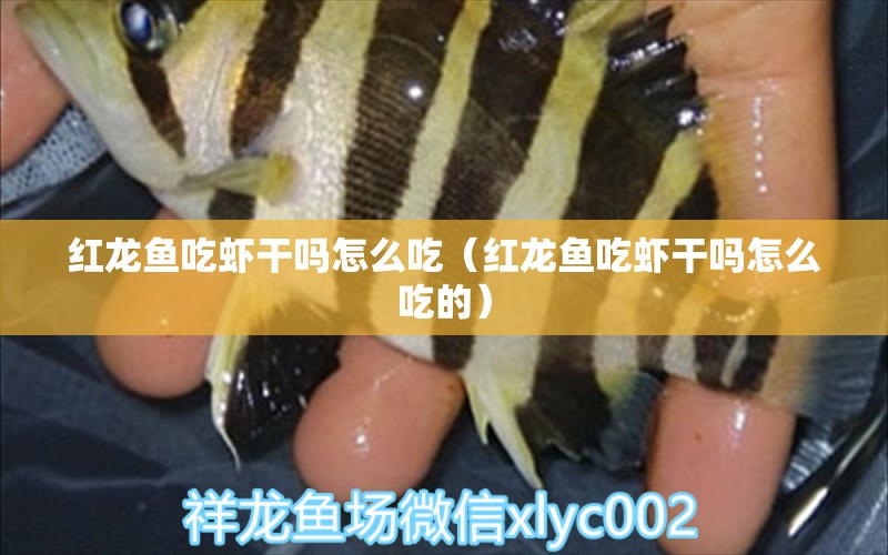 紅龍魚吃蝦干嗎怎么吃（紅龍魚吃蝦干嗎怎么吃的）