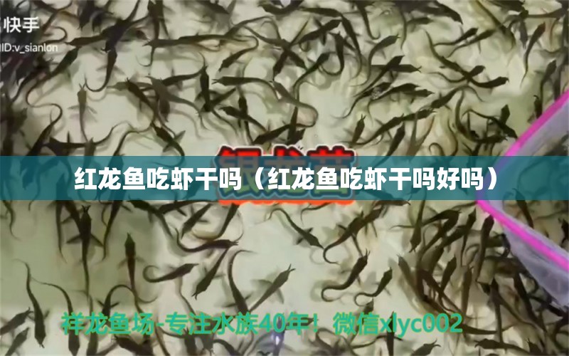 紅龍魚吃蝦干嗎（紅龍魚吃蝦干嗎好嗎）