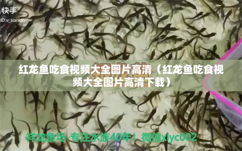 紅龍魚吃食視頻大全圖片高清（紅龍魚吃食視頻大全圖片高清下載） 龍魚百科