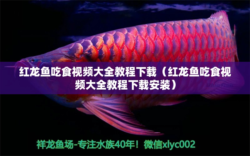 紅龍魚吃食視頻大全教程下載（紅龍魚吃食視頻大全教程下載安裝）