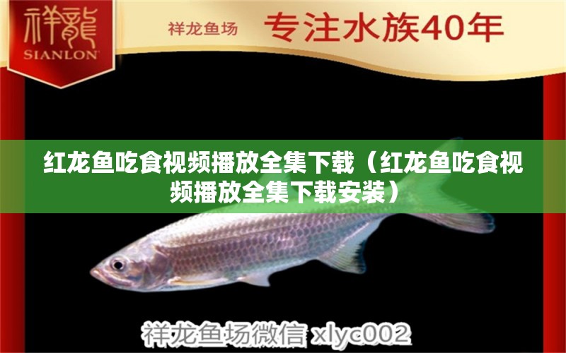 紅龍魚吃食視頻播放全集下載（紅龍魚吃食視頻播放全集下載安裝）