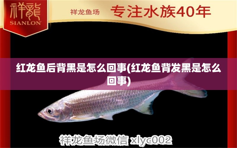 紅龍魚后背黑是怎么回事(紅龍魚背發(fā)黑是怎么回事) 魚缸清潔用具