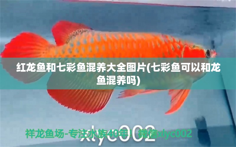 紅龍魚和七彩魚混養(yǎng)大全圖片(七彩魚可以和龍魚混養(yǎng)嗎) 黃金貓魚