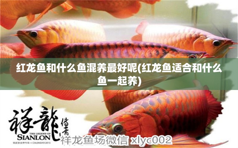 紅龍魚和什么魚混養(yǎng)最好呢(紅龍魚適合和什么魚一起養(yǎng)) 泰龐海鰱魚