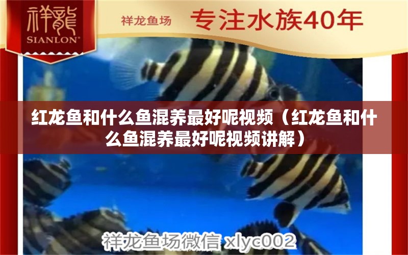 紅龍魚和什么魚混養(yǎng)最好呢視頻（紅龍魚和什么魚混養(yǎng)最好呢視頻講解）