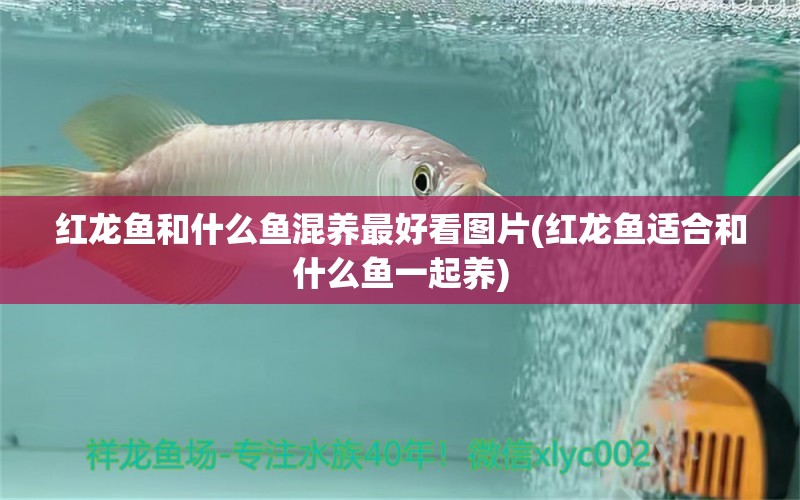 紅龍魚和什么魚混養(yǎng)最好看圖片(紅龍魚適合和什么魚一起養(yǎng)) 泰國虎魚