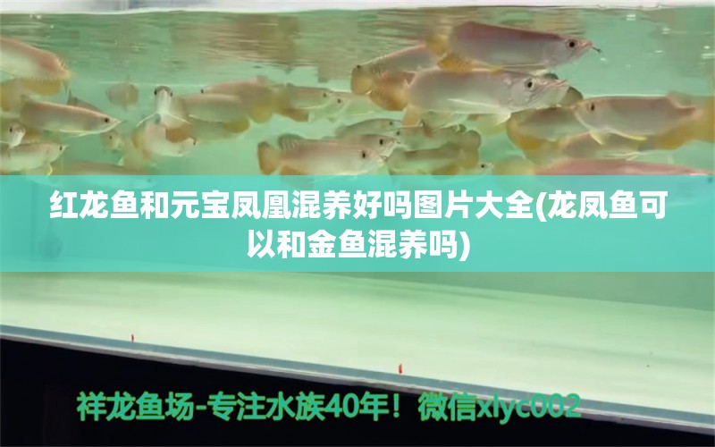 紅龍魚和元寶鳳凰混養(yǎng)好嗎圖片大全(龍鳳魚可以和金魚混養(yǎng)嗎)