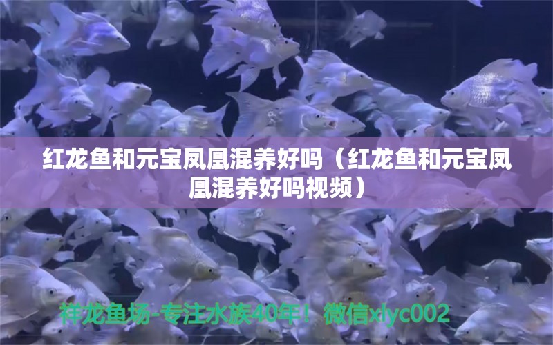 紅龍魚和元寶鳳凰混養(yǎng)好嗎（紅龍魚和元寶鳳凰混養(yǎng)好嗎視頻）