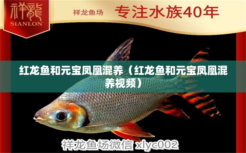 紅龍魚和元寶鳳凰混養(yǎng)（紅龍魚和元寶鳳凰混養(yǎng)視頻）