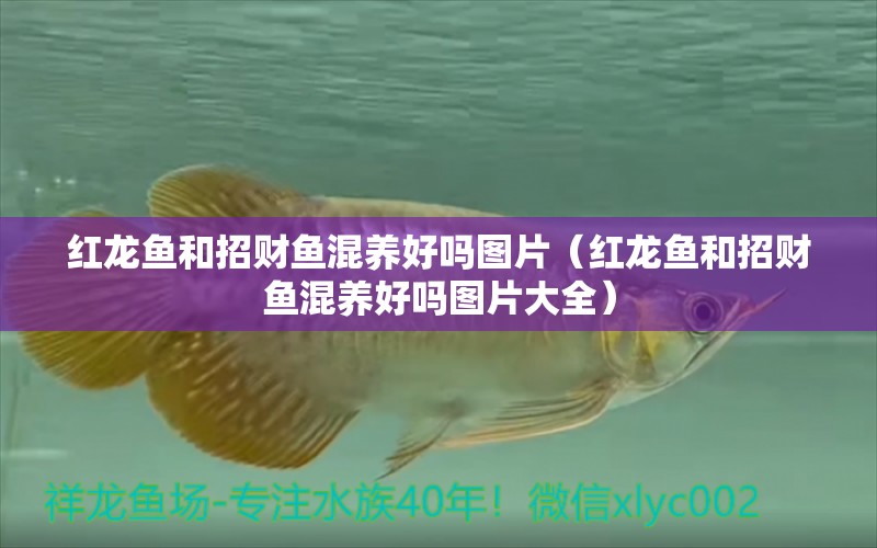 紅龍魚和招財魚混養(yǎng)好嗎圖片（紅龍魚和招財魚混養(yǎng)好嗎圖片大全）