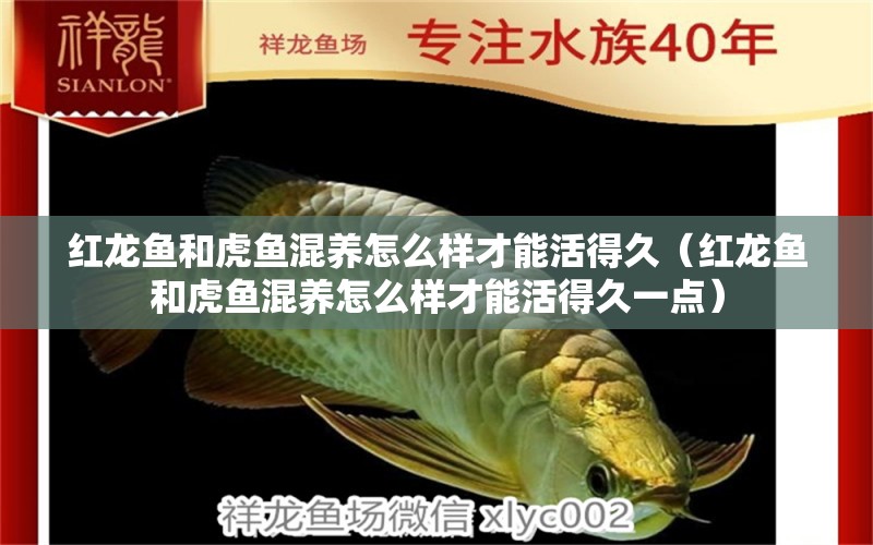 紅龍魚(yú)和虎魚(yú)混養(yǎng)怎么樣才能活得久（紅龍魚(yú)和虎魚(yú)混養(yǎng)怎么樣才能活得久一點(diǎn)）