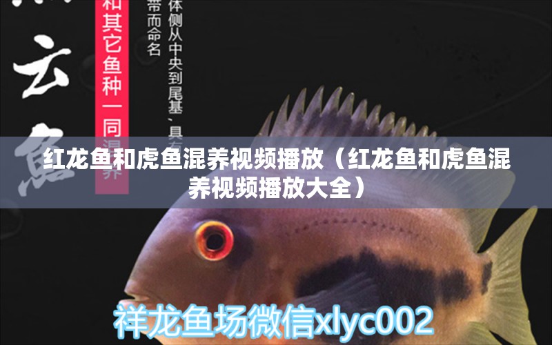 紅龍魚和虎魚混養(yǎng)視頻播放（紅龍魚和虎魚混養(yǎng)視頻播放大全） 虎魚百科