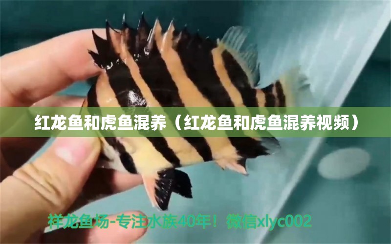 紅龍魚(yú)和虎魚(yú)混養(yǎng)（紅龍魚(yú)和虎魚(yú)混養(yǎng)視頻）