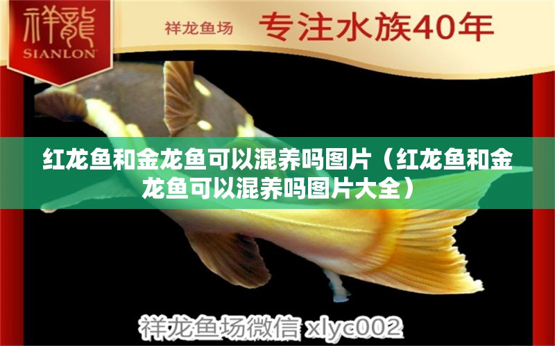 紅龍魚和金龍魚可以混養(yǎng)嗎圖片（紅龍魚和金龍魚可以混養(yǎng)嗎圖片大全） 潛水艇魚