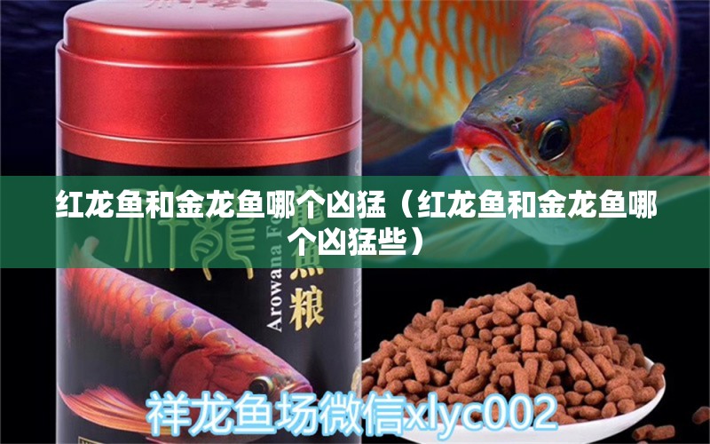 紅龍魚和金龍魚哪個兇猛（紅龍魚和金龍魚哪個兇猛些） 斑馬鴨嘴魚