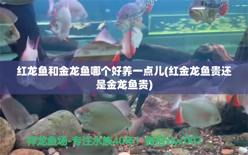 紅龍魚和金龍魚哪個好養(yǎng)一點兒(紅金龍魚貴還是金龍魚貴) 申古三間魚