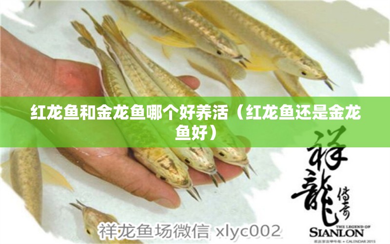 紅龍魚和金龍魚哪個(gè)好養(yǎng)活（紅龍魚還是金龍魚好）