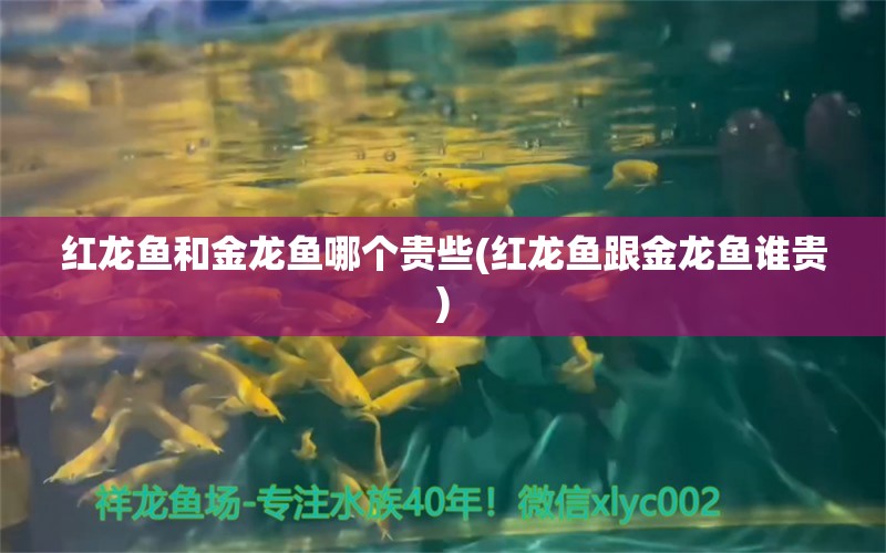 紅龍魚和金龍魚哪個貴些(紅龍魚跟金龍魚誰貴) 魟魚百科