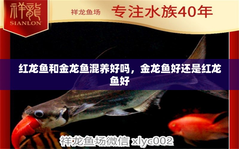 紅龍魚和金龍魚混養(yǎng)好嗎，金龍魚好還是紅龍魚好