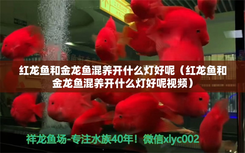 紅龍魚和金龍魚混養(yǎng)開什么燈好呢（紅龍魚和金龍魚混養(yǎng)開什么燈好呢視頻） 龍魚疾病與治療