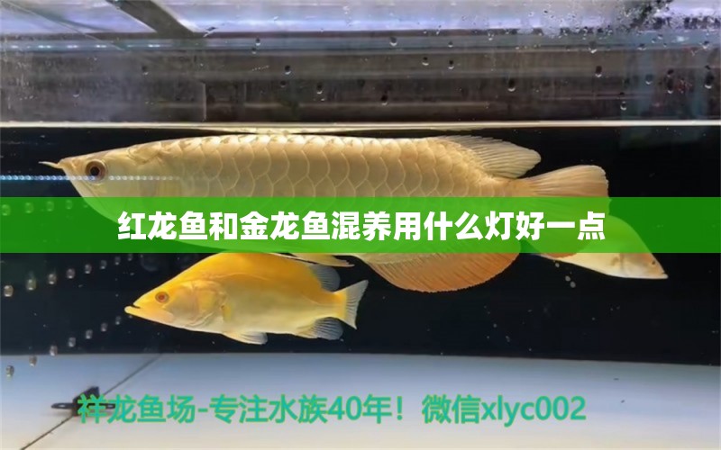 紅龍魚和金龍魚混養(yǎng)用什么燈好一點 祥龍魚場