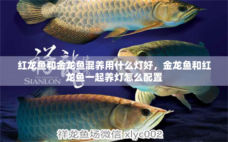 紅龍魚和金龍魚混養(yǎng)用什么燈好，金龍魚和紅龍魚一起養(yǎng)燈怎么配置