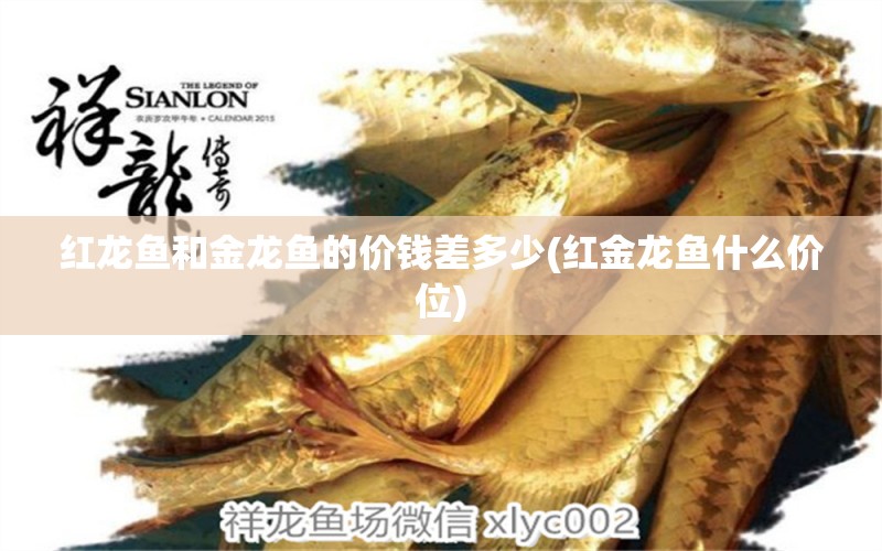 紅龍魚和金龍魚的價錢差多少(紅金龍魚什么價位) 皇冠黑白魟魚