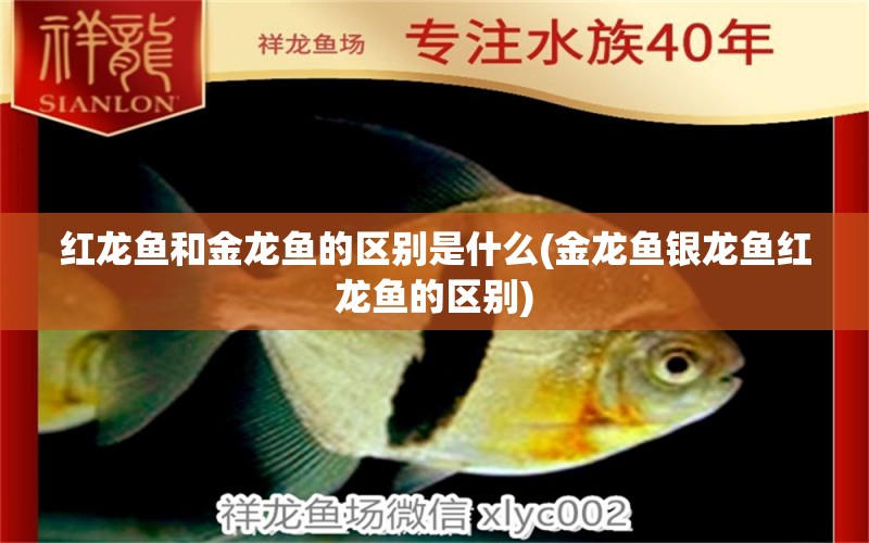 紅龍魚和金龍魚的區(qū)別是什么(金龍魚銀龍魚紅龍魚的區(qū)別) 銀龍魚