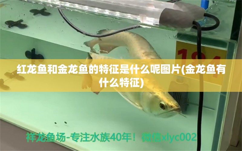 紅龍魚(yú)和金龍魚(yú)的特征是什么呢圖片(金龍魚(yú)有什么特征) 廣州水族批發(fā)市場(chǎng) 第1張