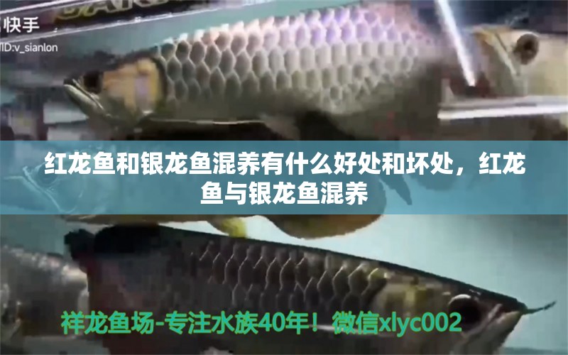 紅龍魚和銀龍魚混養(yǎng)有什么好處和壞處，紅龍魚與銀龍魚混養(yǎng) 銀龍魚