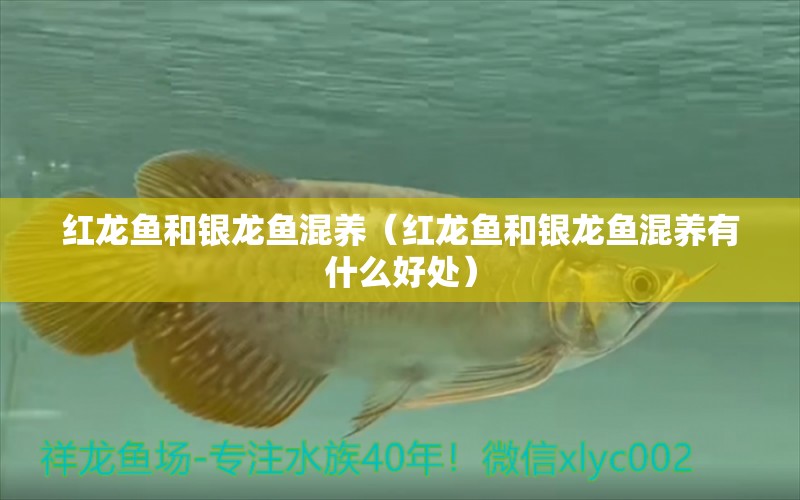 紅龍魚和銀龍魚混養(yǎng)（紅龍魚和銀龍魚混養(yǎng)有什么好處）