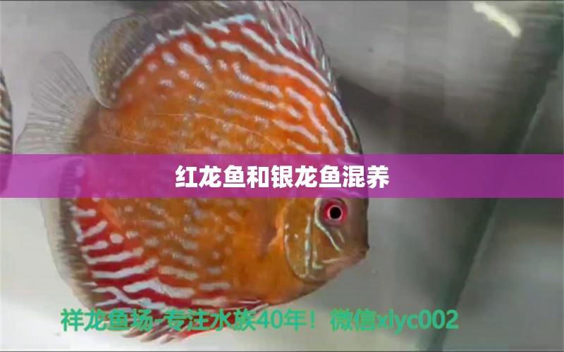 紅龍魚和銀龍魚混養(yǎng)