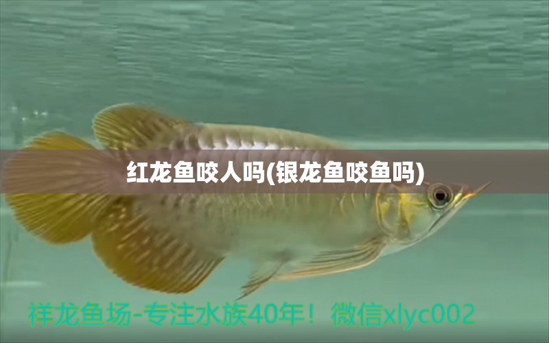 紅龍魚咬人嗎(銀龍魚咬魚嗎)