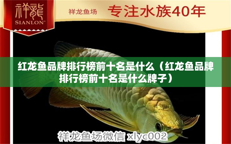 紅龍魚(yú)品牌排行榜前十名是什么（紅龍魚(yú)品牌排行榜前十名是什么牌子） 印尼紅龍魚(yú)