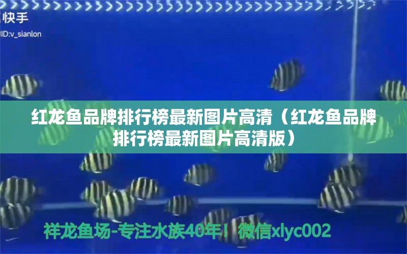 紅龍魚品牌排行榜最新圖片高清（紅龍魚品牌排行榜最新圖片高清版）