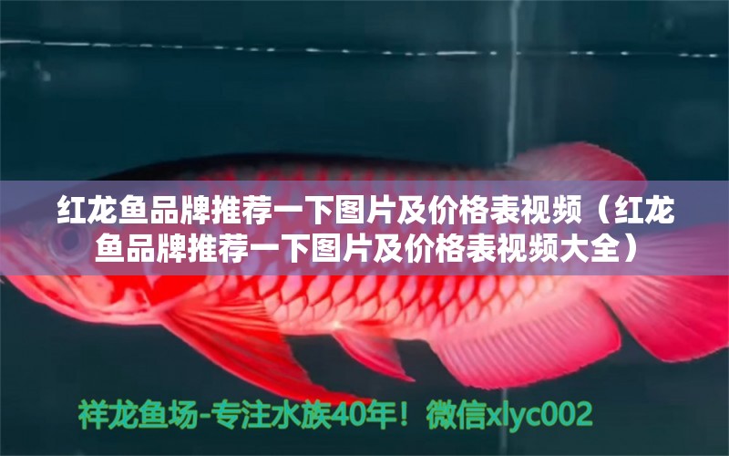 紅龍魚品牌推薦一下圖片及價格表視頻（紅龍魚品牌推薦一下圖片及價格表視頻大全）