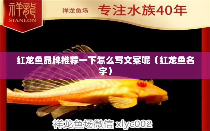 紅龍魚品牌推薦一下怎么寫文案呢（紅龍魚名字）