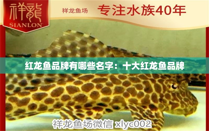 紅龍魚品牌有哪些名字：十大紅龍魚品牌 水族維護(hù)服務(wù)（上門）