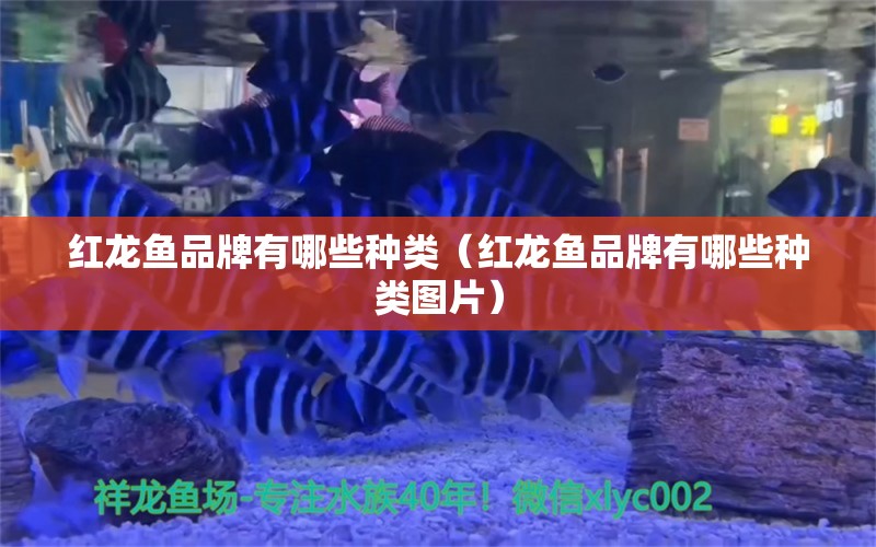 紅龍魚品牌有哪些種類（紅龍魚品牌有哪些種類圖片）