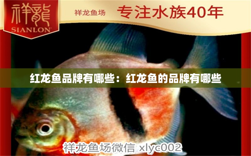 紅龍魚(yú)品牌有哪些：紅龍魚(yú)的品牌有哪些