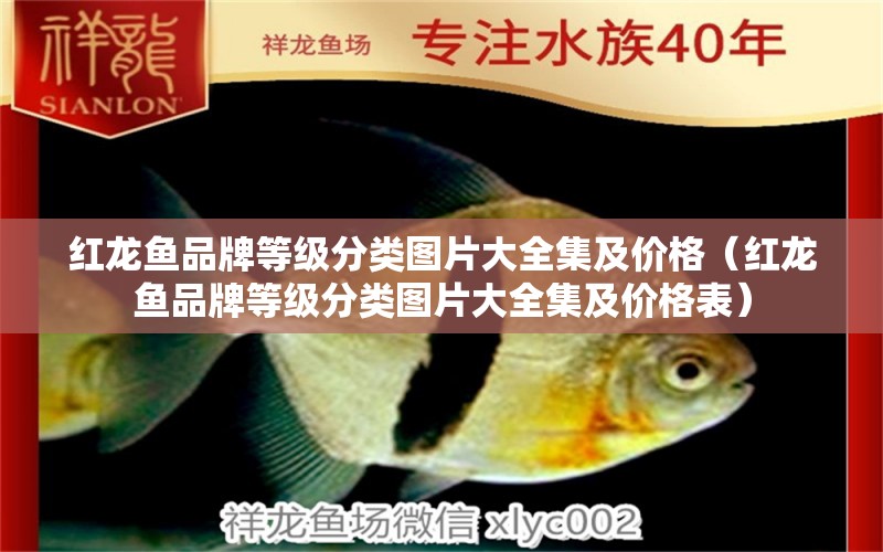 紅龍魚品牌等級分類圖片大全集及價格（紅龍魚品牌等級分類圖片大全集及價格表）