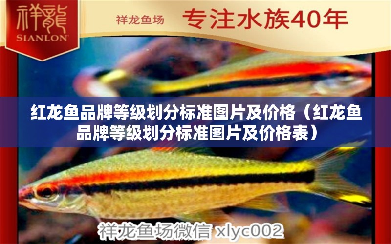 紅龍魚品牌等級劃分標準圖片及價格（紅龍魚品牌等級劃分標準圖片及價格表）