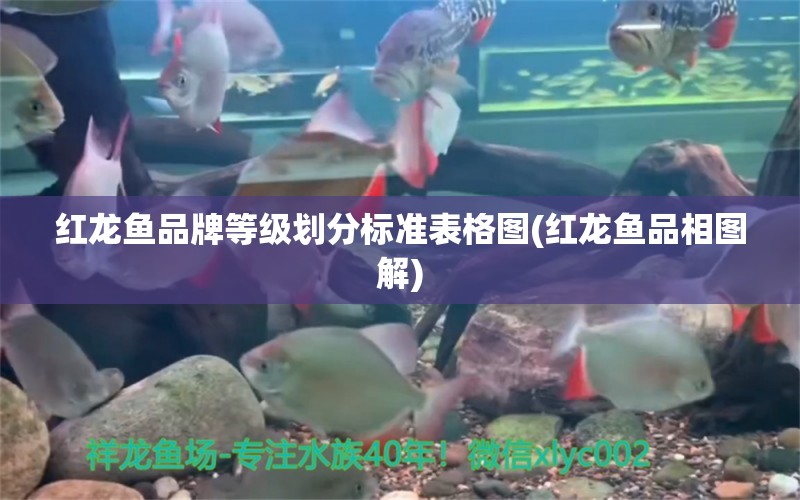 紅龍魚品牌等級劃分標(biāo)準(zhǔn)表格圖(紅龍魚品相圖解)