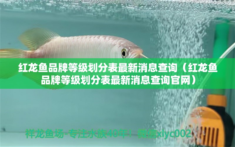 紅龍魚品牌等級劃分表最新消息查詢（紅龍魚品牌等級劃分表最新消息查詢官網(wǎng)） 白子銀龍魚苗